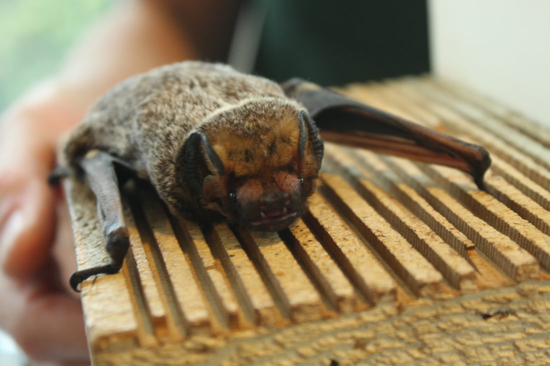 Nh Bat That’s batty: N.H. bat population declining | News, Sports, Jobs - The ...